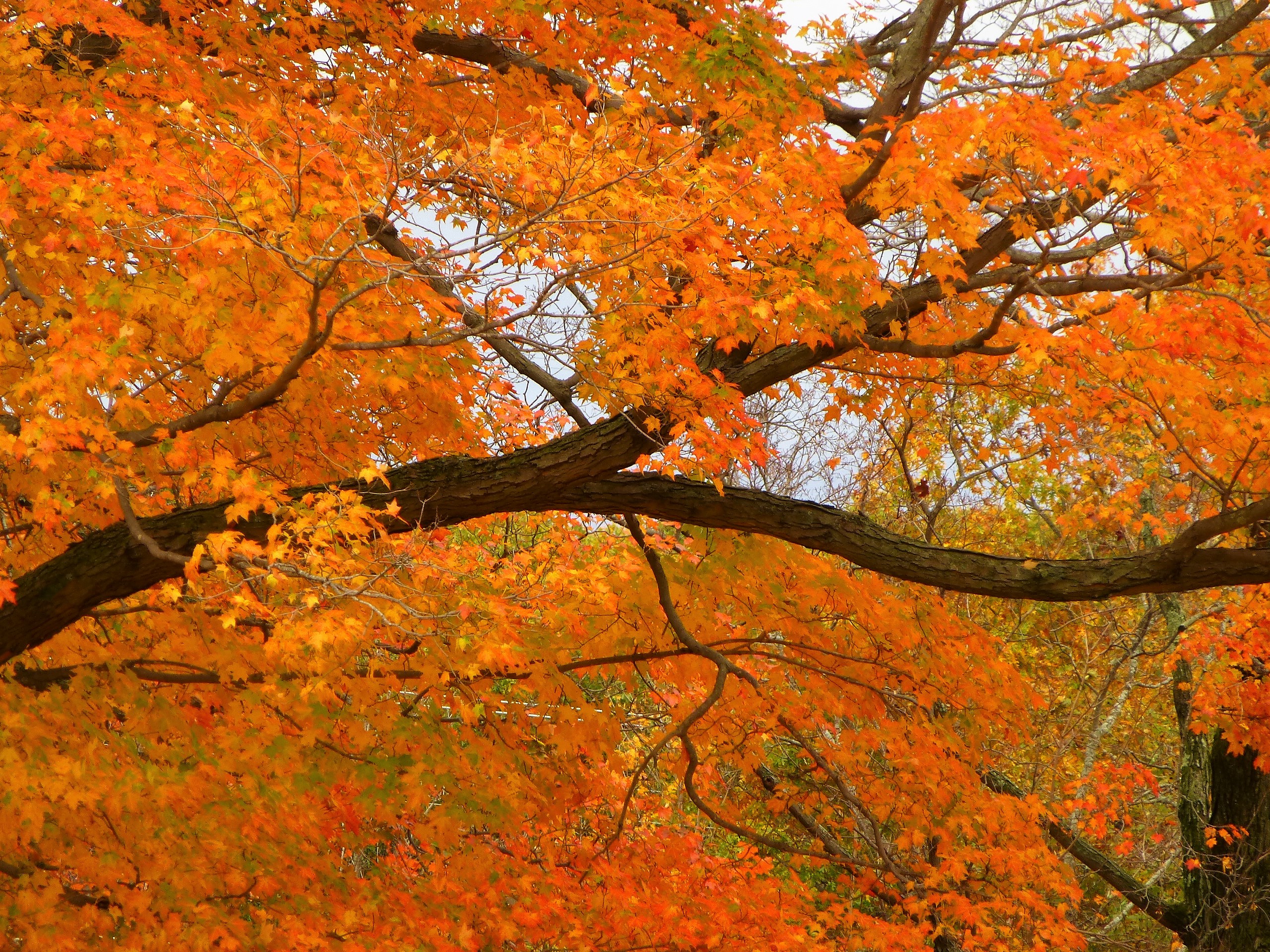 Orange branch