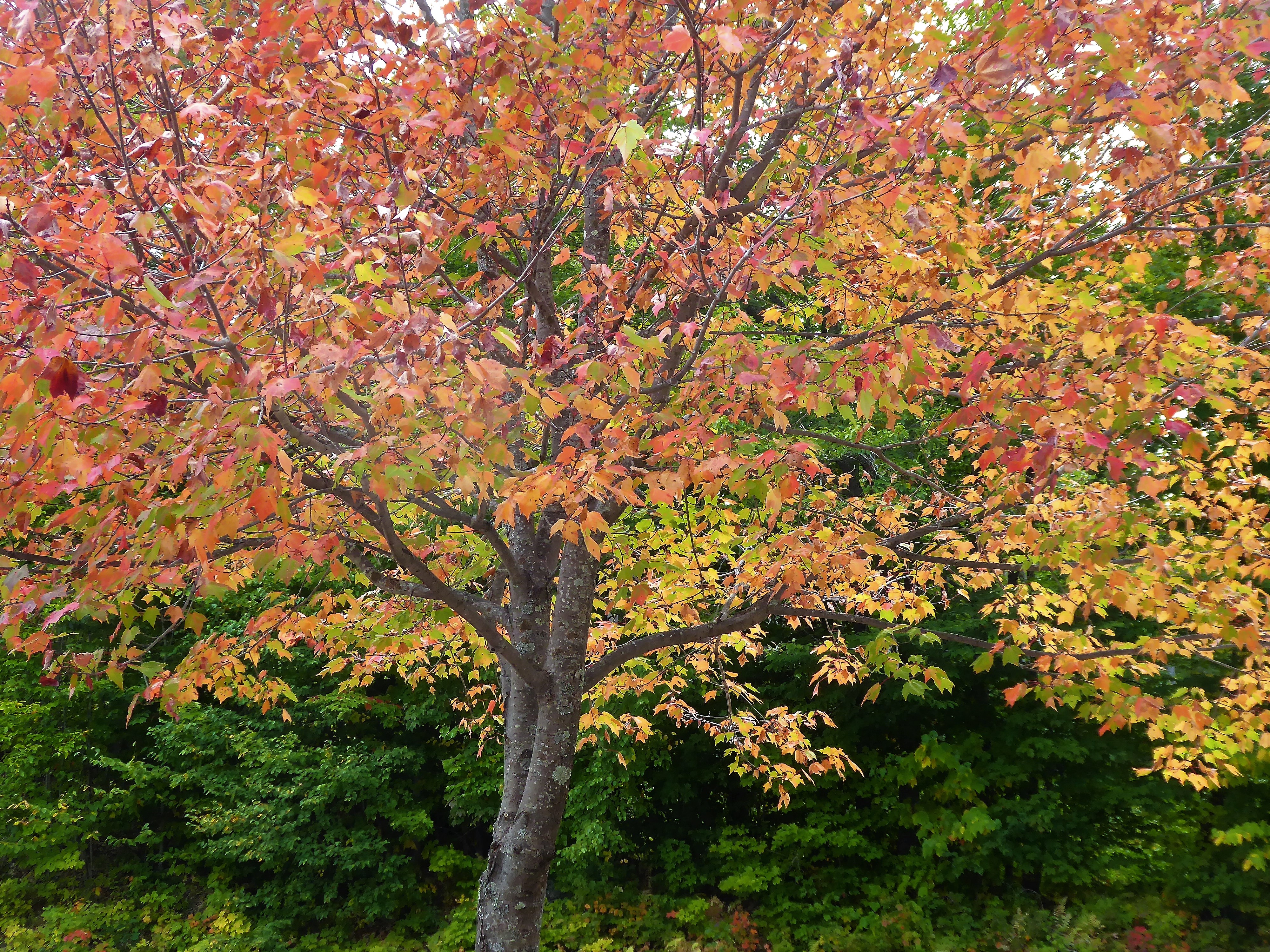 autumn tree