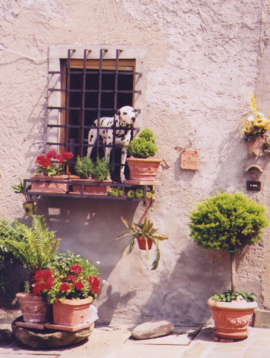 Tuscany Anghiari Cane